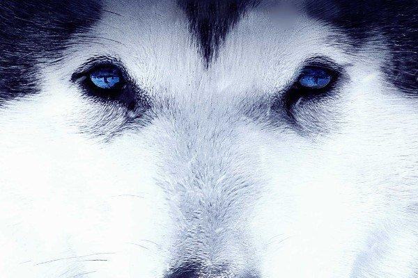 Balto e Togo - La leggenda