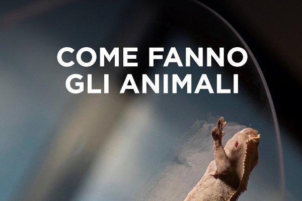 Come fanno gli animali