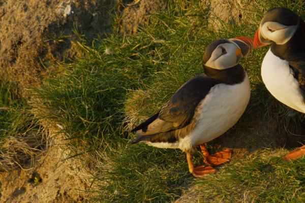 SCOZIA: NATURA SELVAGGIA PER QUATTRO STAGIONI