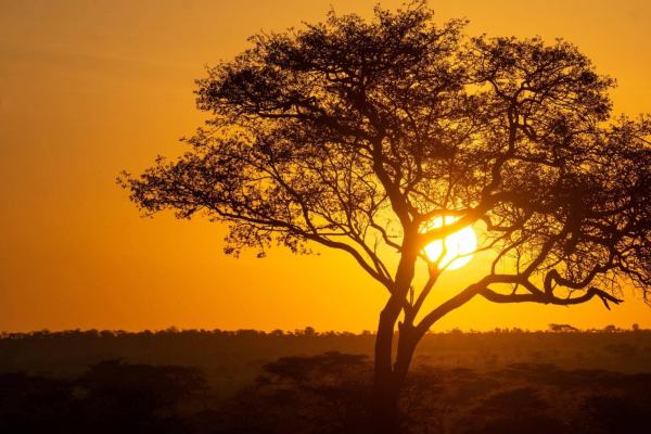 Serengeti